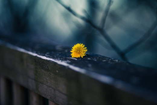 1714817 (a): :2048x1365
